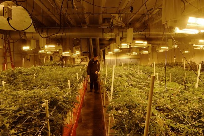 DENVER, CO - DECEMBER 02: Denver Fire Department Lieutenant, Tom Pastorius, does an inspection of a Denver marijuana grow operation, December 02, 2014. Local government officials from Denver to smaller cities and rural hamlets say the pivotal first-year rollout went smoothly in most cases. (Photo by RJ Sangosti/The Denver Post)