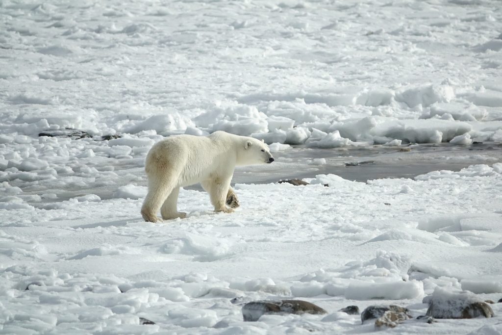 Lední mědved, led, polar bear, ice. Zdroj: Pixabay