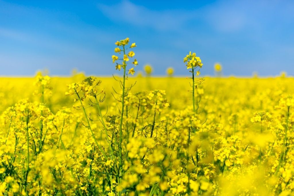 Foto: Alexei Scutari, Unsplash