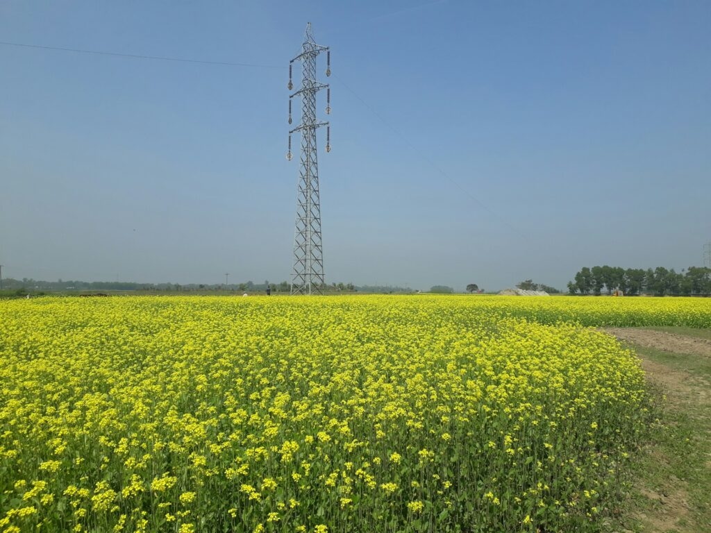 biopaliva, biofuel