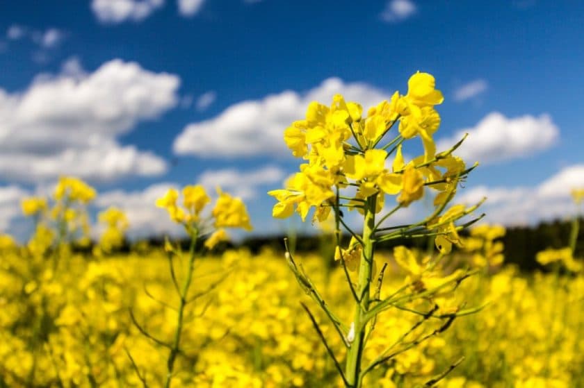 biopaliva-se-v-cr-dockaji-dalsi-podpory