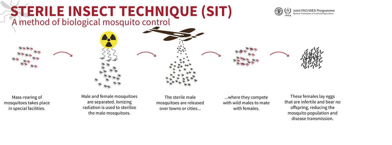 Princip sterilizace komárů dle MAAE