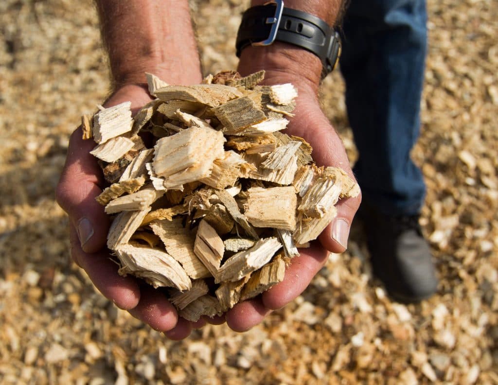 Konverze uhelných elektráren pro spalování biomasy klimatu nepomůže, tvrdí studie