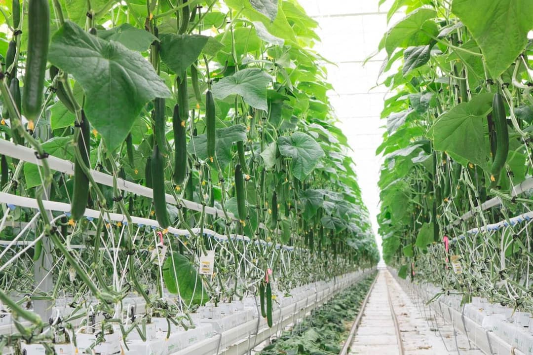 Skleník v Ontariu. Ontario Greenhouse. Zdroj: NatureFresh Farms