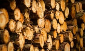 Aktualizace směrnice EU může způsobit masivní odlesňování. Za biomasu považuje pokácené stromy