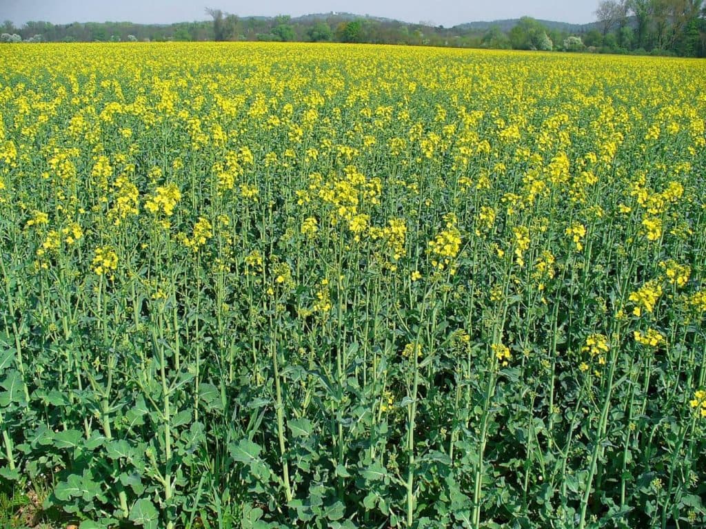 globalni-produkce-biopaliv-letos-poprve-za-20-let-kvuli-koronaviru-klesne