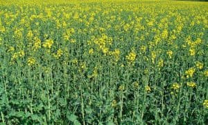 Čepro kvůli Babišovi prověří postavení Agrofertu v tendrech