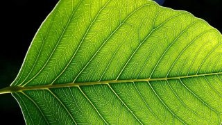 https://en.wikipedia.org/wiki/Photosynthesis#/media/File:Leaf_1_web.jpg, Jon Sullivan