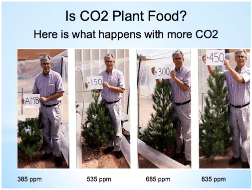 Růst stromu při různé koncentraci CO2