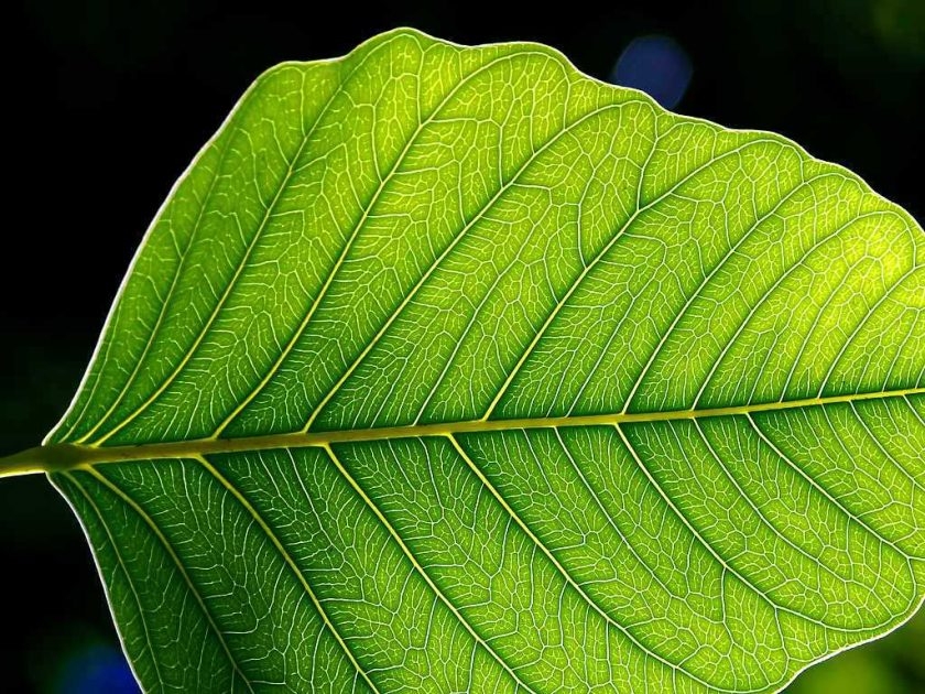 https://en.wikipedia.org/wiki/Photosynthesis#/media/File:Leaf_1_web.jpg, Jon Sullivan