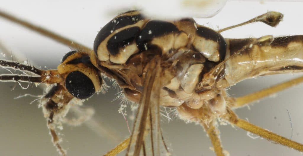 Vědci testují drony s radiací sterilizovanými komáry v boji proti síření chorob