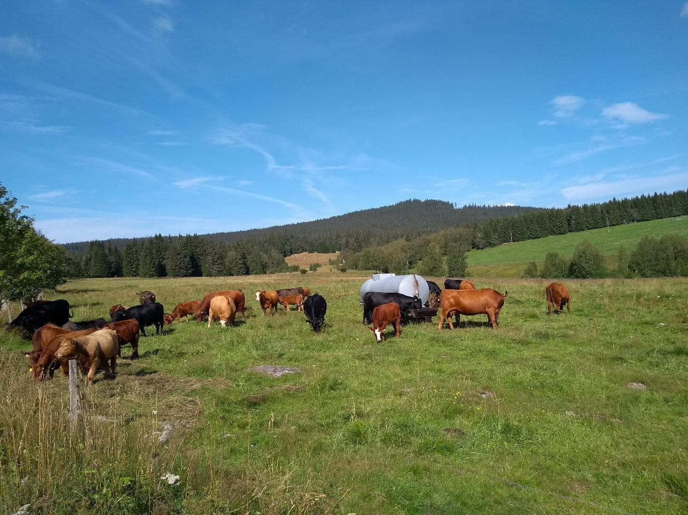 Energetické využití krajiny by nemělo jít na úkor ekologické produkci potravin a environmentální funkci krajiny. Tlak ekologických aktivistů na intenzivní využití biomasy v energetice by mohl být pro krajinu zničující. Krásná přírodní krajina po staletí spojená i s člověkem na Šumavě. (Foto z okolí Kvildy Vladimír Wagner).