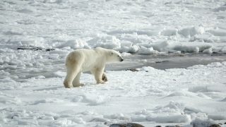 Lední mědved, led, polar bear, ice. Zdroj: Pixabay