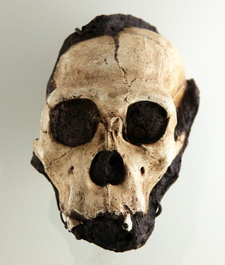 Lebka australopitéka. Stáří této lebky může být určeno Autor: Tim Evanson