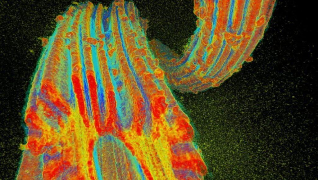 3D rentgenový model adsorpčních vláken; Zdroj: US DoE